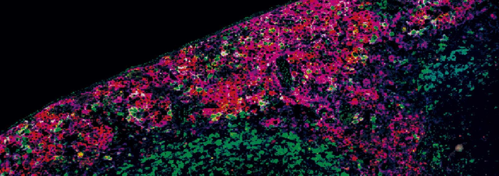 Human Digital Twins and Predictive Therapeutics in Computational Medicine